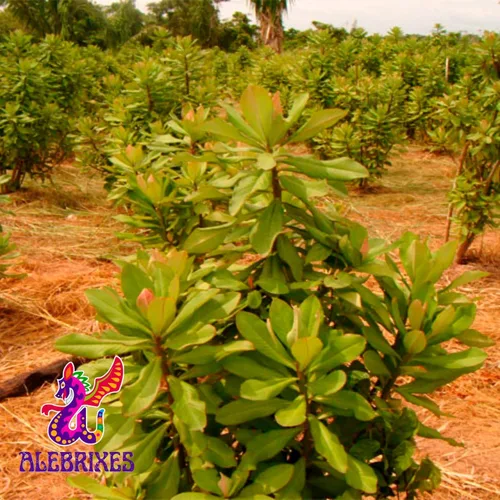 Vista 4 de Alebrixes Té de hierbas Moronel (6 onzas) Té de hierbas Moronel de calidad premium Te Planta de la Vida - Té de hierbas sueltas Artesanal