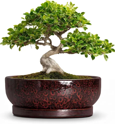 Vista 34 de Succulent Pots, 6 Inch Ceramic Bonsai Pots with Saucer, Blue
