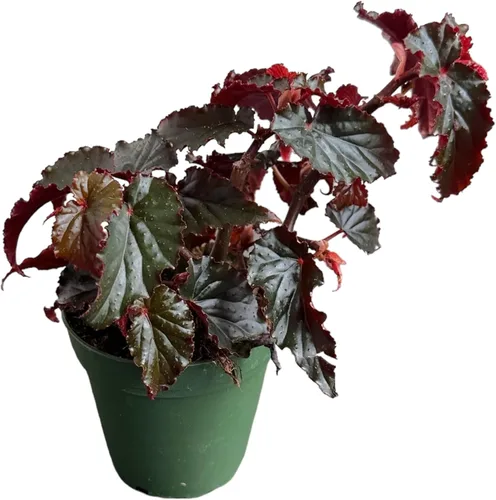 Vista 3 de Begonia Black Magic, Begonia Rex, maceta de 4 pulgadas, planta viva muy única y fácil de cuidar