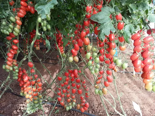 Vista 3 de 50+ Semillas de Tomate Vine - Rojo Vegetal