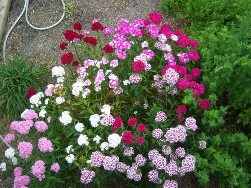 Vista 3 de 100 Wee Willie Dwarf Sweet William - Semillas de flores de Dianthus Barbatus