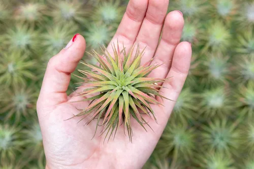 Vista 4 de Plantas Aéreas Ionantha Mexicanas - Los colores y la forma varían debido a la estacionalidad - Plantas Suculentas Tillandsia Vivas para Casa