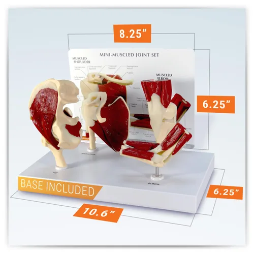 Vista 5 de Humano Mini Muscled Joint Anatomical Model Set #1900 Human Body and Anatomy Replica for Physiology Education, Anatomical Model for Doctor's