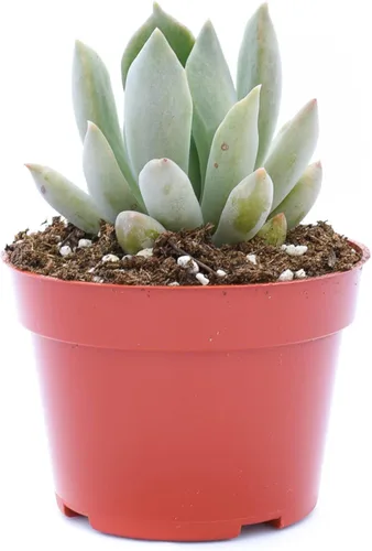 Vista 6 de Planta suculenta Echeveria viva - Suculenta Echeveria de 4 pulgadas (Echeveria Branco)