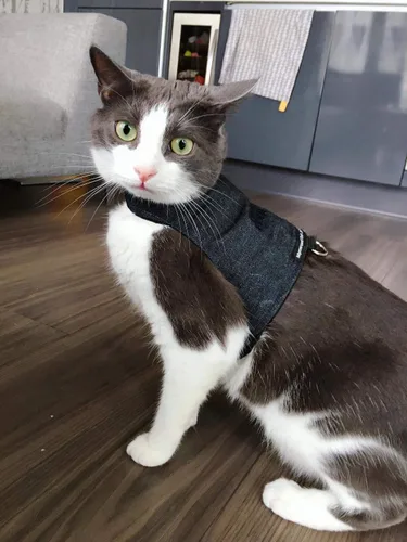 Vista 4 de Mynwood Cat Jacket /Arnés Black Denim Kitten hasta 8 meses