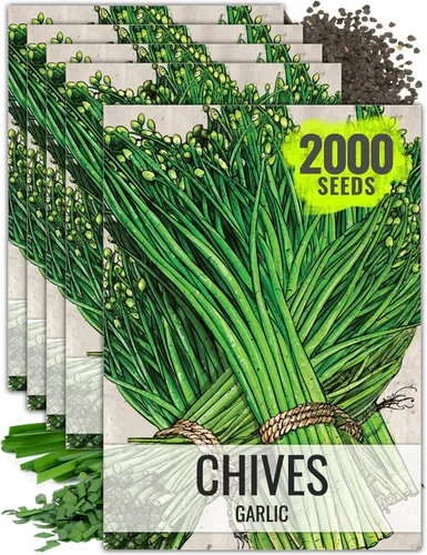 Vista 10 de Seed Needs Semillas de cebollino para plantar cebollino común, semillas de hierbas sin OMG y sin tratar para plantar un jardín de hierbas culinarias