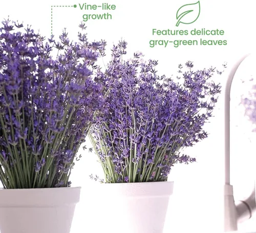 Vista 5 de American Plant Exchange Lavanda Inglesa – 6 Pulgadas con Maceta – Planta de Hierba Aromática Floreciente Viva, Vegetación Aromática Comestible