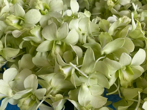 Vista 4 de Miami Fresh Orchid Flower OrchidClub USA Sunne Tropical Loose Bloom Head DIY Lei Food Drink Decor GREEN (50 verde manzana)