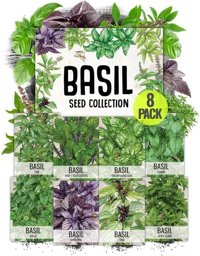 Vista 8 de Seed Needs, Colección de paquetes de semillas de hierbas italianas (5 variedades individuales de semillas para plantar) sin OMG y sin tratar