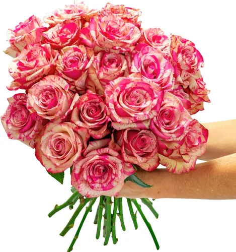 Vista 2 de BloomsyBox - Rosas Bicolor - 24 tallos largos, de larga duración, atadas a mano en envases ecológicos, jarrón no incluido, flores frescas
