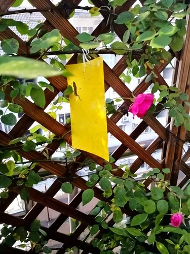 Vista 6 de Trapro trampas adhesivas amarillas para insectos voladores, para mosquitos de los hongos, áfidos, moscas blancas, minadores, arañuelas y otros