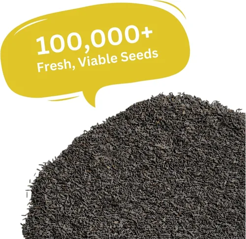 Vista 4 de Black Eyed Susan Seeds – Más de 100.000 semillas – Paquete resellable extra grande de 1 onza – Semillas de flores silvestres Rudbeckia hirta sin OMG
