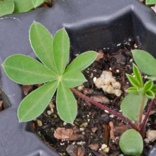 Vista 7 de Seed Needs Semillas silvestres perennes de altramuces para plantar reliquias y flores polinizadas abiertas, flores atractivas perfectas para un