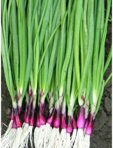 Vista 2 de Semillas de cebolla galesa roja agrupamiento de vegetales no transgénicos para plantar