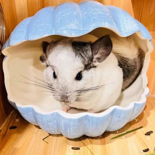 Vista 4 de Escondite de animales pequeños con forma de concha de cerámica extra grande, casa de conejillo de indias, chinchilla, iglú, hábitat, cabaña, jaula