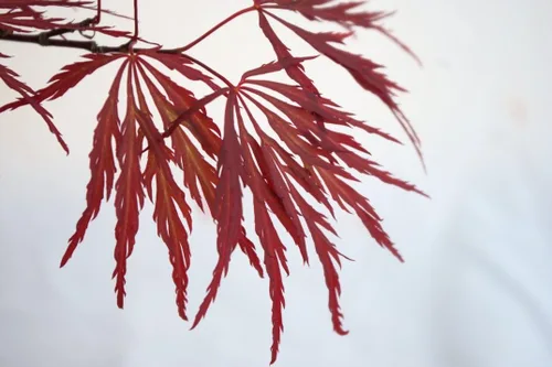 Vista 3 de Planta viva de 2 años de arce japonés de hoja de encaje llorón del dragón rojo