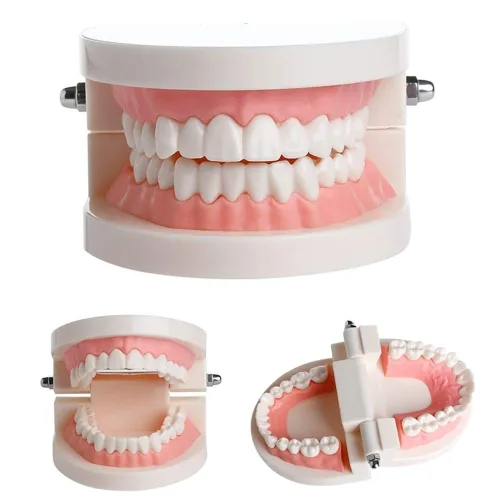 Vista 4 de 1 paquete de modelo de dientes estándar adulto tipodonto para demostración de prótesis dental para niños, enseñanza dental, exhibición limpia