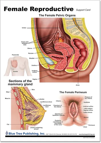 Vista 2 de Salud de la mujer (tabla reproductiva)