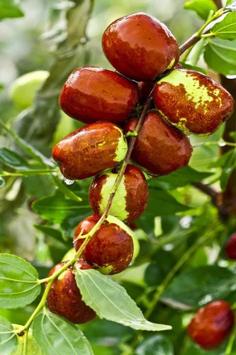 Vista 3 de Kejora Frutas frescas de azufaifo (Ziziphus jujuba) en 2 libras