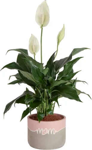 Vista 10 de Costa Farms - Lirio de paz Spathiphyllum, planta viva