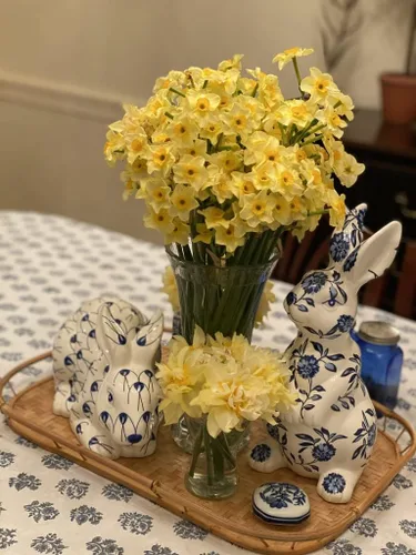 Vista 4 de Narcissus tazetta 'Golden Dawn' / 10 bulbos de narcisos frescos y saludables que producen flores amarillas de flores múltiples en marzo por The