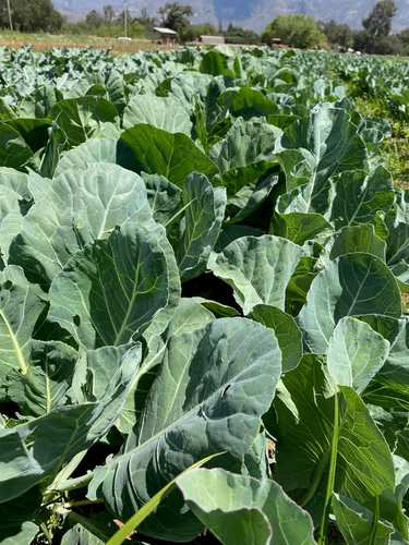 Vista 3 de Plant Good Seed Vates Semillas de col – Paquete de 150, semillas tradicionales para plantar verduras, suministros de jardinería, huerto, semillas