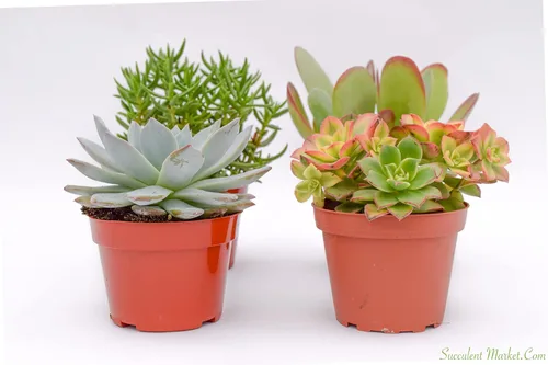 Vista 3 de Suculentas grandes y coloridas para exteriores – Surtido de 4 pulgadas – Plantas suculentas vivas para exteriores – Grandes suculentas vivas