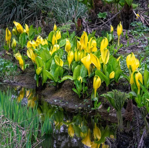 Vista 4 de 10 semillas de flor de col lysichiton americanus mofeta húmeda de lysichiton amarillo