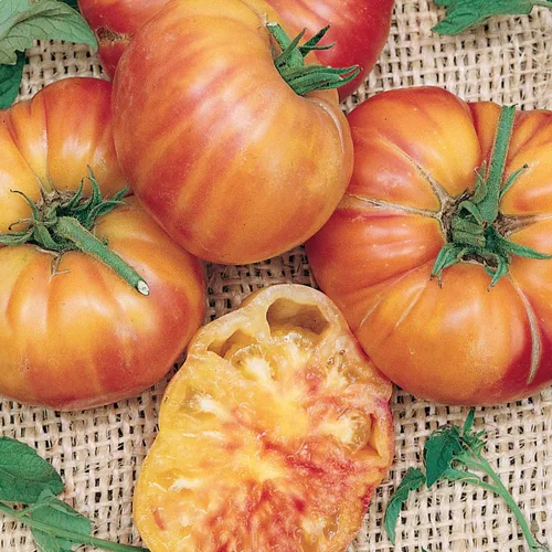 Vista 15 de Burpee 'Big Rainbow' Heirloom, Tomate Grande Beefsteak para Rebanar, 100 Semillas Sin OGM
