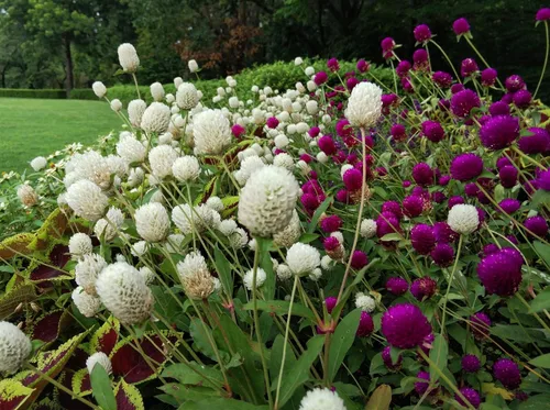 Vista 2 de Seeds Globe Amaranto Mix - Gomphrena - Flores perennes para plantar - Libre de OMG