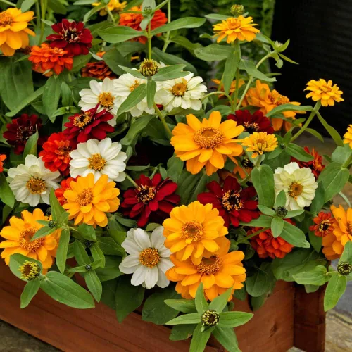 Vista 7 de Outsidepride - Zinnia, 25 semillas anuales, Hybrida Profusion Double, flores para plantar
