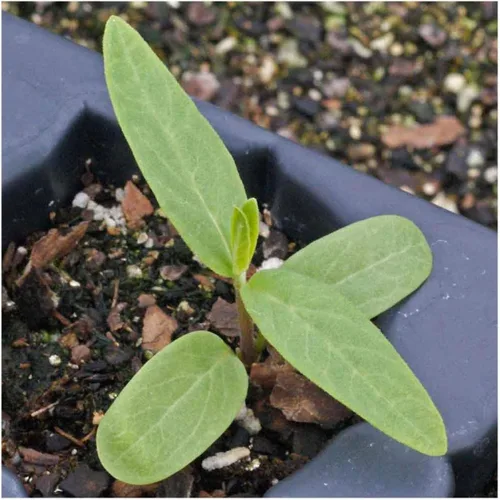Vista 3 de Everwilde Farms - Semillas de flores silvestres nativas de algodoncillo de pantano de 1/4 libras - Gold Vault
