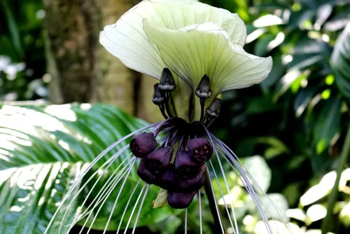 Vista 2 de Semillas de flor de murciélago blanco - 5 semillas para plantar - Atrae mariposas, raras - Tacca chantrieri