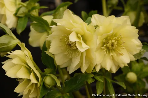 Vista 7 de Perennial Farm Marketplace Helleborus x W.J. 'Golden Lotus' (rosa lentense) perenne, 1 cuarto de galón, flores amarillas