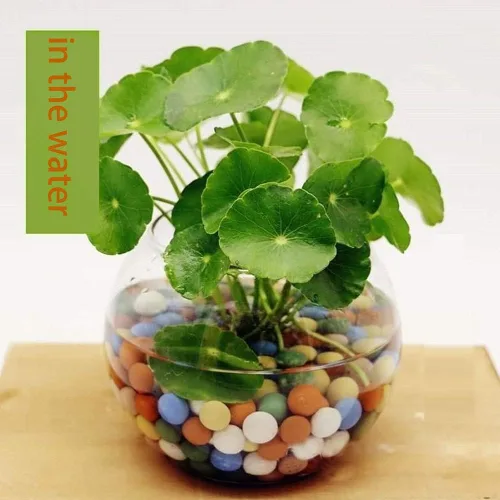 Vista 4 de Piedras de arcilla de 2 libras Jardinería Ceramsite Orquídea Rocas Drenaje Purificación de Agua Decoración Ceramsite Decoración Cultivo Piedra