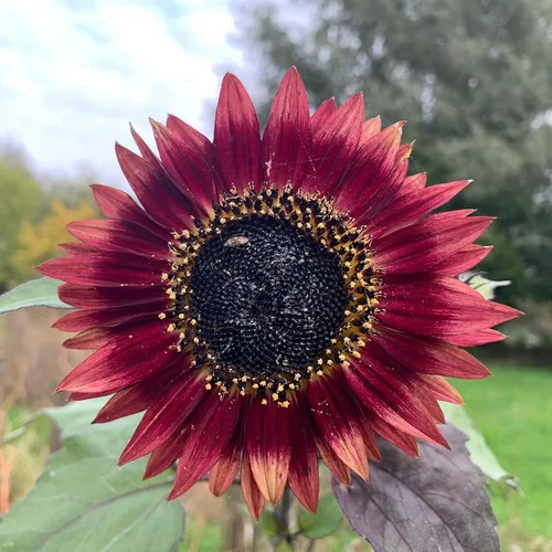Vista 3 de Eden Brothers Semillas de girasol - Autumn Beauty