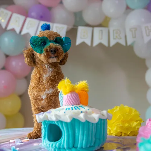 Vista 7 de Outward Hound Hide A Birthday Cake, rompecabezas de peluche con temática de cumpleaños para perros