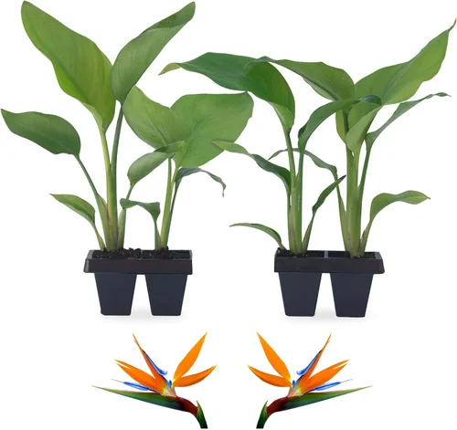 Vista 8 de Bird of Paradise Plants Live (paquete de 4), plantas Strelitzia con flores perennes de naranja (2) y blancas (2), plantas de interior/exterior
