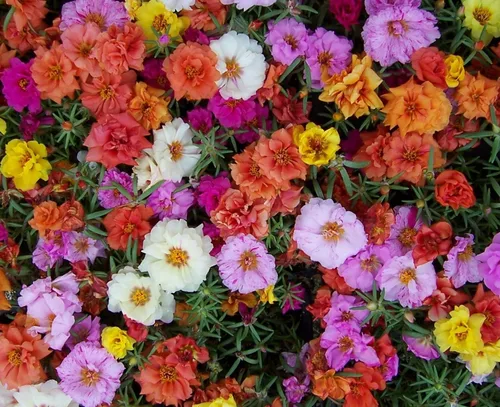 Vista 7 de Semillas Mezcla de Rosa Musgo/Portulaca grandiflora/Flores anuales
