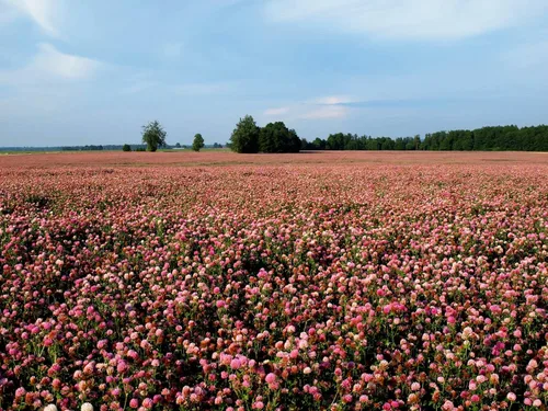 Vista 4 de Semillas de trébol rojo (5 libras) – Elige el tamaño. Semillas prémium de Willamette Valley, cultivadas en Oregon, sin rellenos, sin recubrimientos