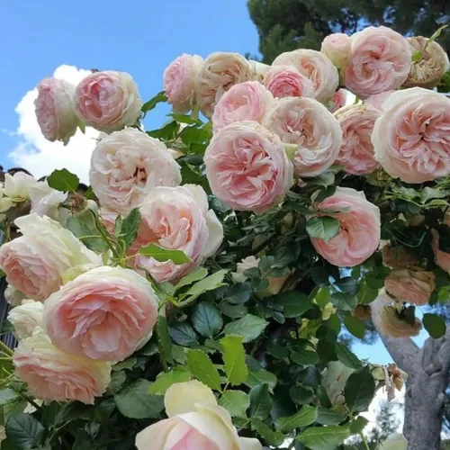 Vista 4 de Semillas de rosas trepadoras para plantar, más de 400 semillas de rosas trepadoras rosas rosadas, vid de arbusto rosa, flores de reliquia sin OMG
