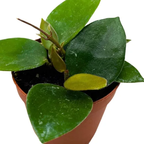 Vista 5 de BubbleBlooms Hoya Chouke 2 pulgadas