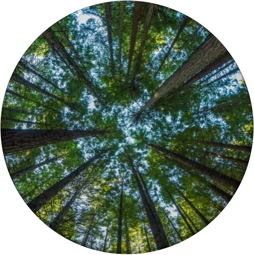 Vista 3 de Nature Giant Redwood Trees PopSockets - Agarre y soporte para teléfonos y tabletas, Negro