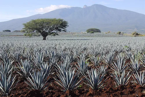 Vista 10 de MADHAVA Agave orgánico de comercio justo, botella de 23.5 onzas (paquete de 6) Néctar de agave azul 100% puro orgánico Edulcorante natural