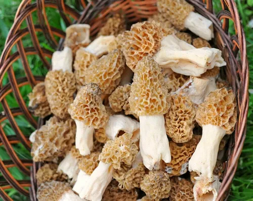 Vista 7 de Esporas de hongos Morel 1.41 oz en bolsa de aserrín - Morchella Esculenta, kit de cultivo de hongos True Morel, esporas de hongos morel frescos