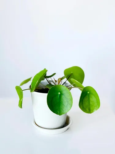 Vista 5 de Planta de dinero chino Pilea Peperomioides de 5 a 9 pulgadas Planta OVNI Planta de panqueques de hoja redonda para decoración moderna
