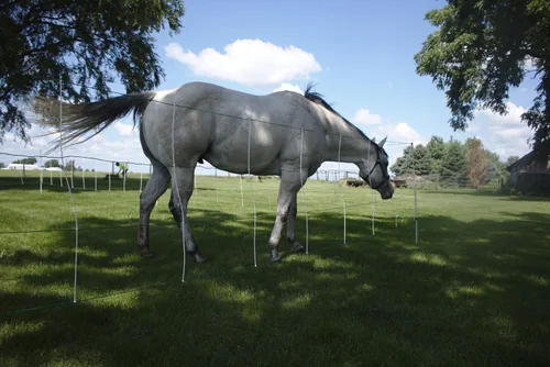 Vista 2 de Red eléctrica para caballos 48" x 164' Portable Trail & Show Fence
