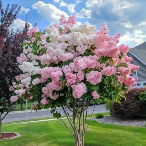 Vista 10 de Plantas de árbol de arbusto de hortensias vivas, 5-9 pulgadas de alto, sin maceta, inactivas en invierno, cambian de color, plantación perenne