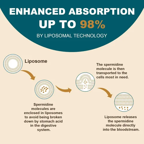 Vista 3 de Suplemento de espermidina de 15 mg – 99% de pureza, alta absorción, 1500 mg de extracto de germen de trigo fermentado con zinc y tiamina