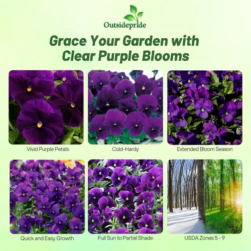 Vista 2 de Outsidepride Semillas de pensamiento de viola púrpura transparente para plantar, 50 unidades. Flores bienales, resistentes al frío y aptas